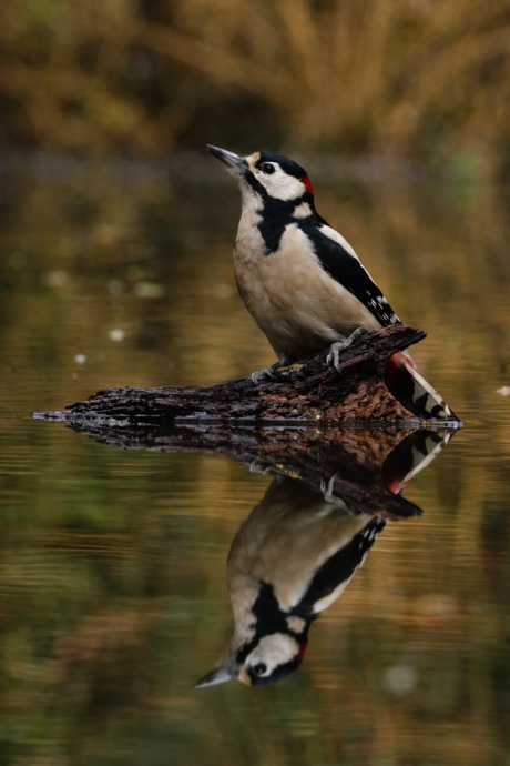 Specht op een stronk