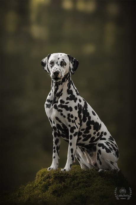 Dalmatier 