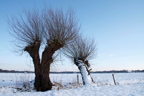 Knotwilg en cultuur in winters landschap