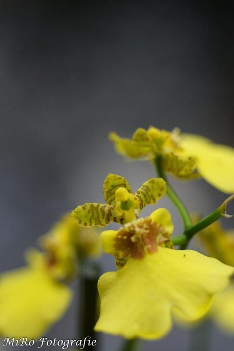 Orchidee, klein maar fijn