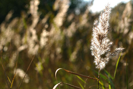 Riet in bloei