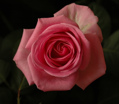 Rose Roos