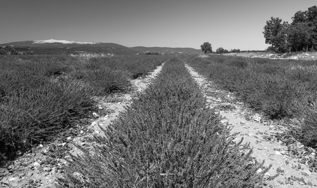 Lavendeluitzicht op de Venteoux
