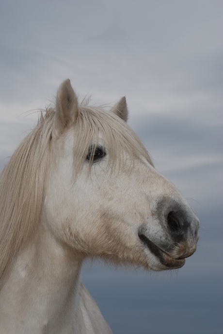 White horse