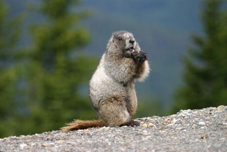 Berg marmot