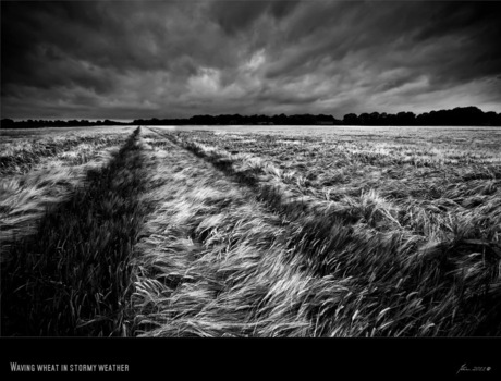 Waving wheat in stormy weather