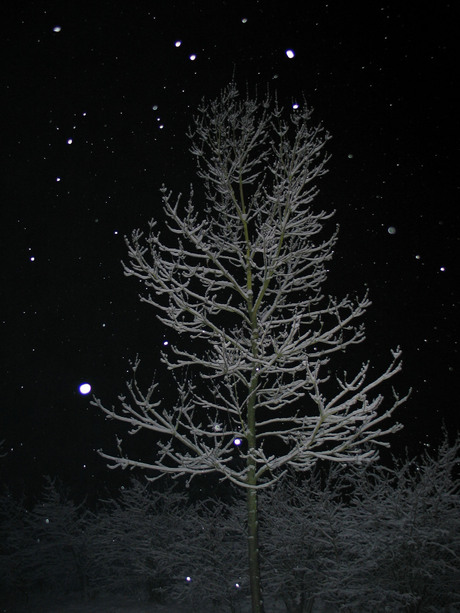 Sneeuwvlokken bij nacht