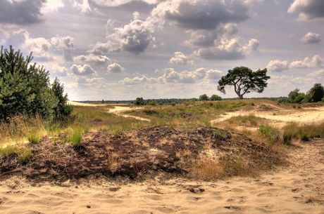 Heidelandschap HDR