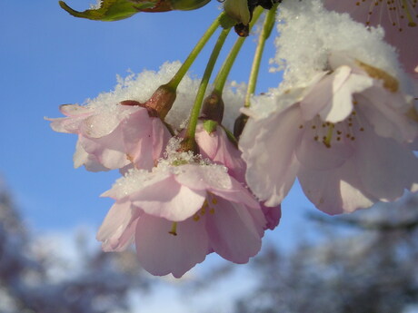 IJsbloemen