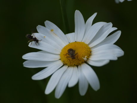 margriet