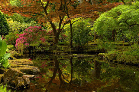 Japanese Garden The Haque
