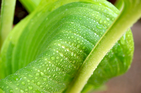 hosta-blad