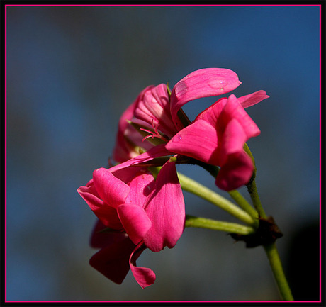 Pink flower