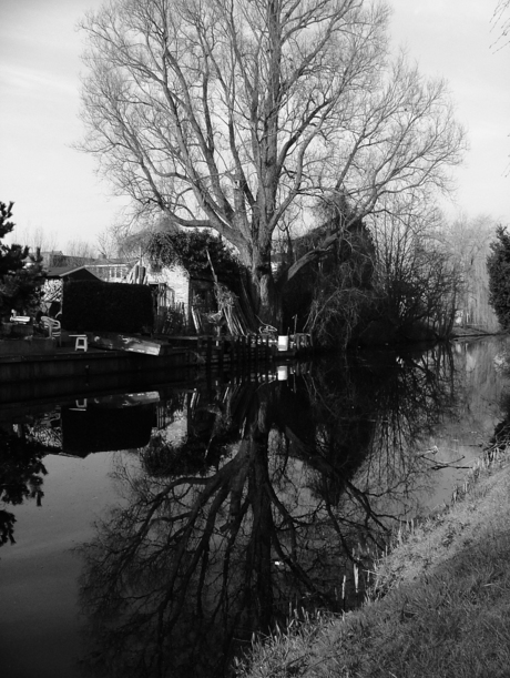 Weerspiegelde takken