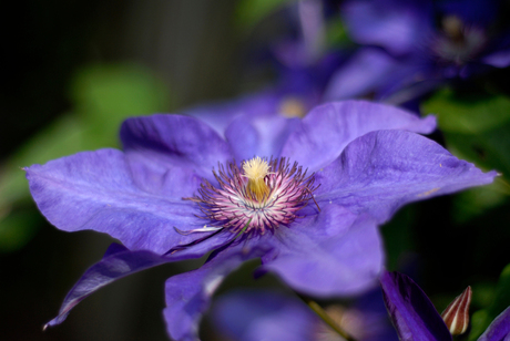 Clematis