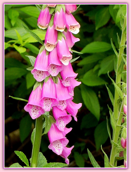 Pink Ribbon Maand.