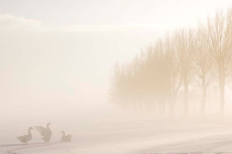 Ganzen in de mist