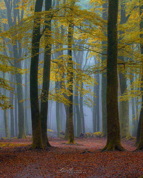 Bomen en mist