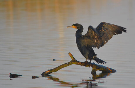 Phalacrocorax Carbo.