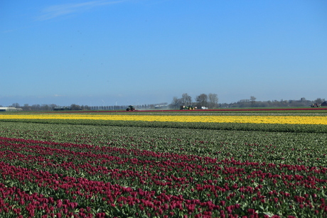 tulpenvelden landschap