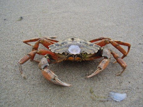 Krab