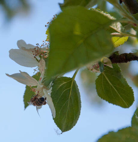 Bloemetjes en bijtje