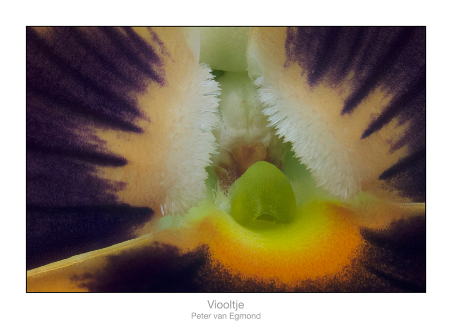 Macro Stack - Na een lange tijd afwezigheid vandaag maar weer eens een foto op Zoom. - foto door peter.vanegmond op 28-05-2012 - deze foto bevat: macro, viooltje, stack