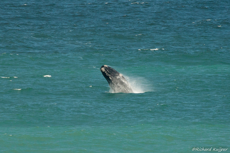 Zuidkaper of Australische walvis (Eubalaena australis)