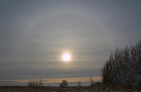 halo boven de biesbos