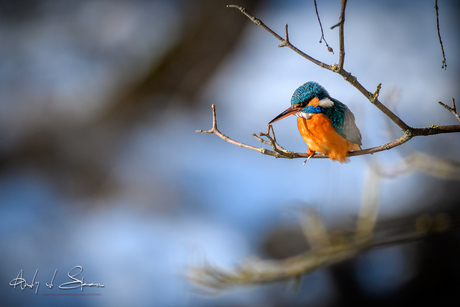 ijsvogel