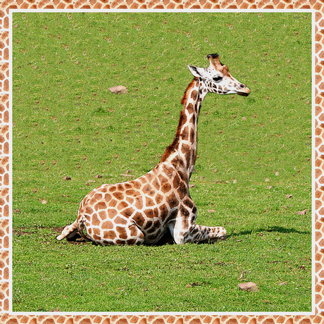 Jonge giraf