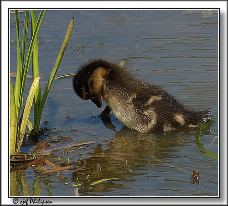 mama kijk eens ik zie mijzelf in het water