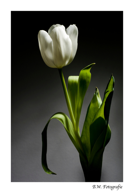 Tulp