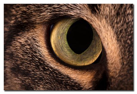 Cats eye