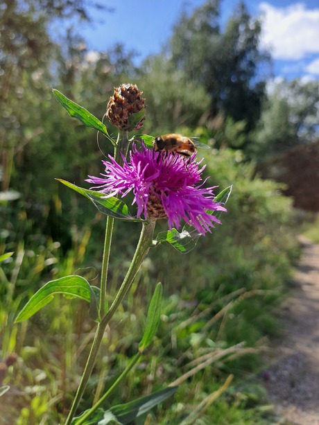 Nectar etende bij