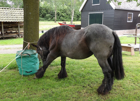 Hoefsmid in actie