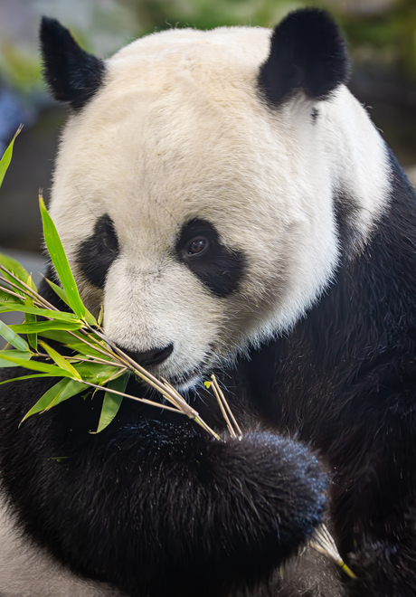 Reuzenpanda eet Bamboe