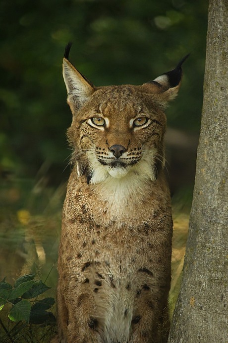 Lynx