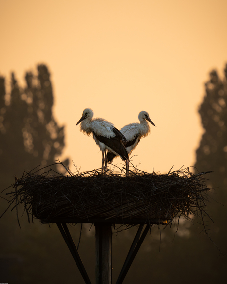 Jonge ooievaars bij zonsopgang.