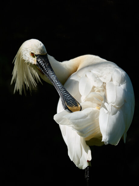 Dieren Portret Artis -5