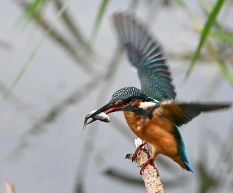 ijsvogel