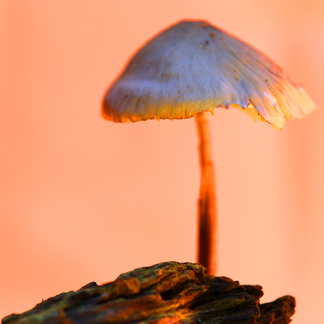 Grote bloedsteelmycena