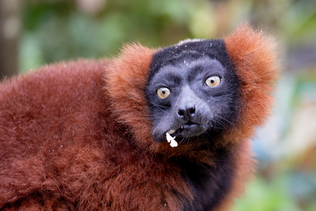 Rode Vari die aan het eten is