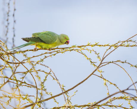 Halsband parkiet in het ochtendlicht