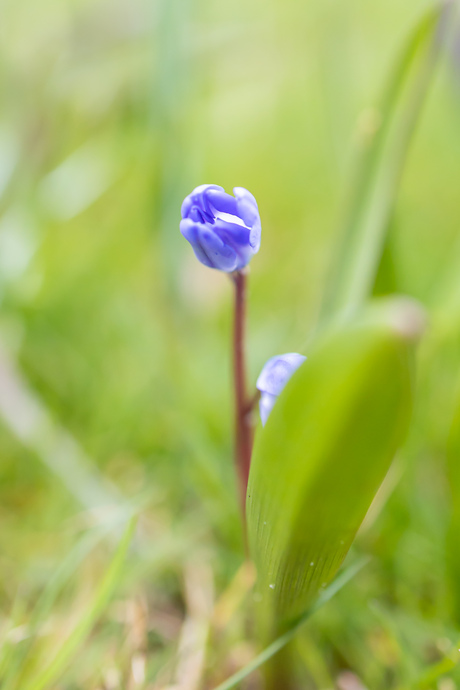 Verscholen tussen het groen