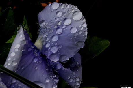  Rainy Day
