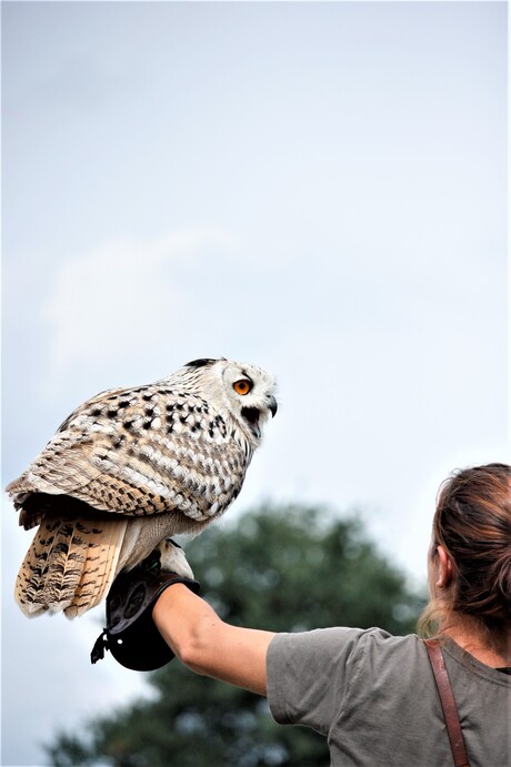 hey waar is mijn eten