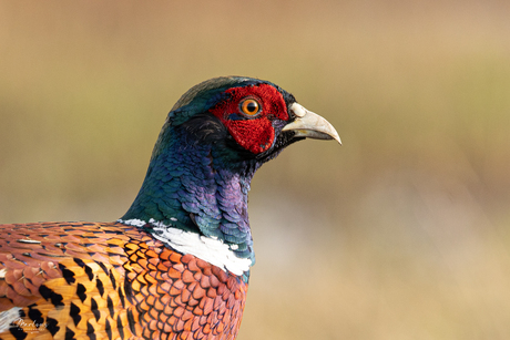 Portret van de fazant 