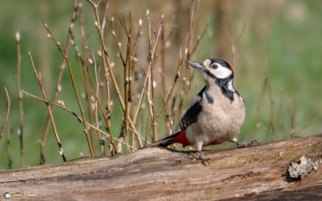 Alerte Grote Bonte Specht in het bos van Siddeburen.