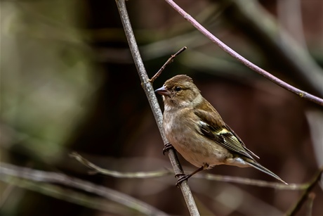 Vink (vrouw)